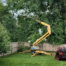 Best Leaf Removal  in Assumption, IL